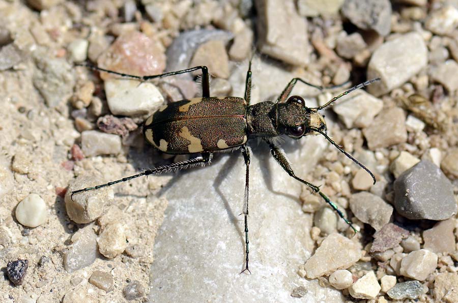 Cicindela (Cicindela) hybrida